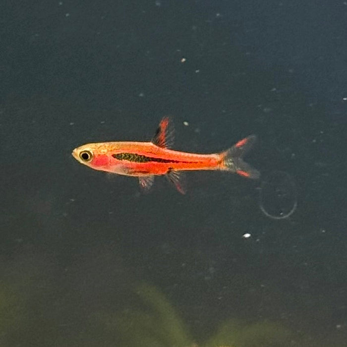 Chili Rasbora (Boraras brigittae)