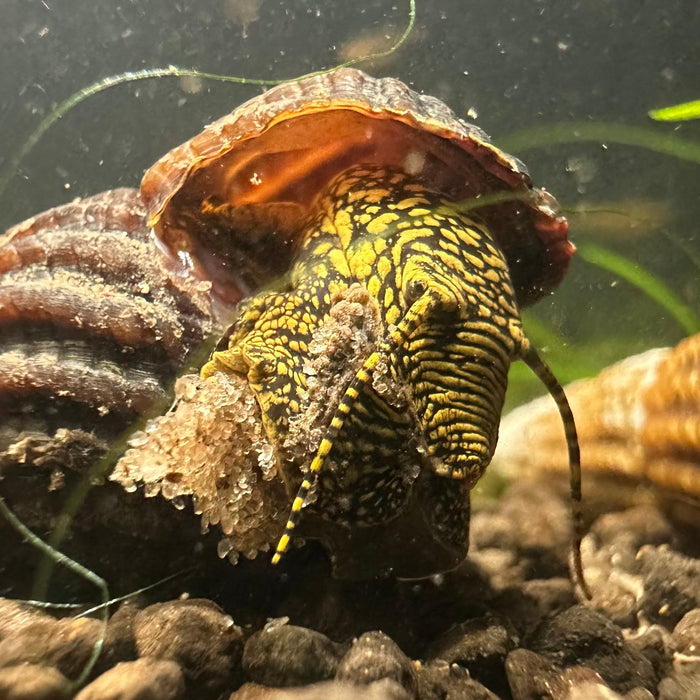 Black with Yellow Spots Rabbit Snail (Tylomelania sp.)