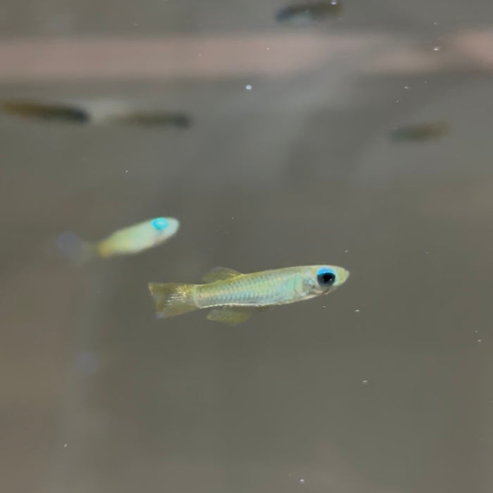 Norman's Lampeye Killifish (Poropanchax normani)