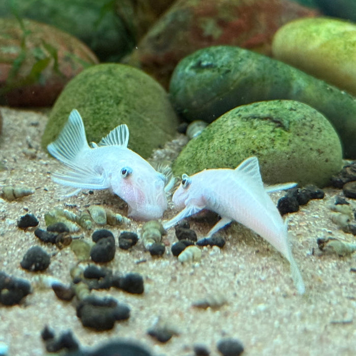 Snow White Bristlenose Pleco (Ancistrus sp.)