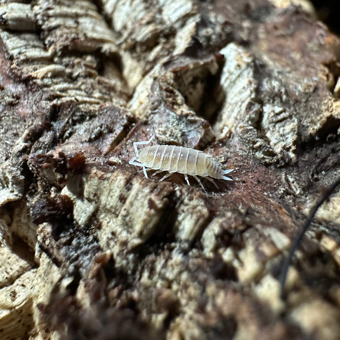 Porcellionides priunosus “White Out” Isopods