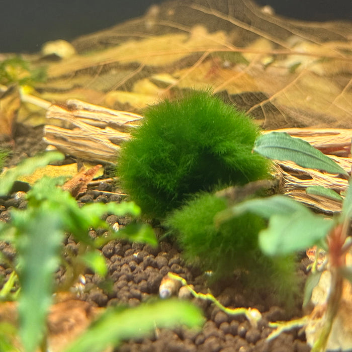 Marimo Moss Ball - Small