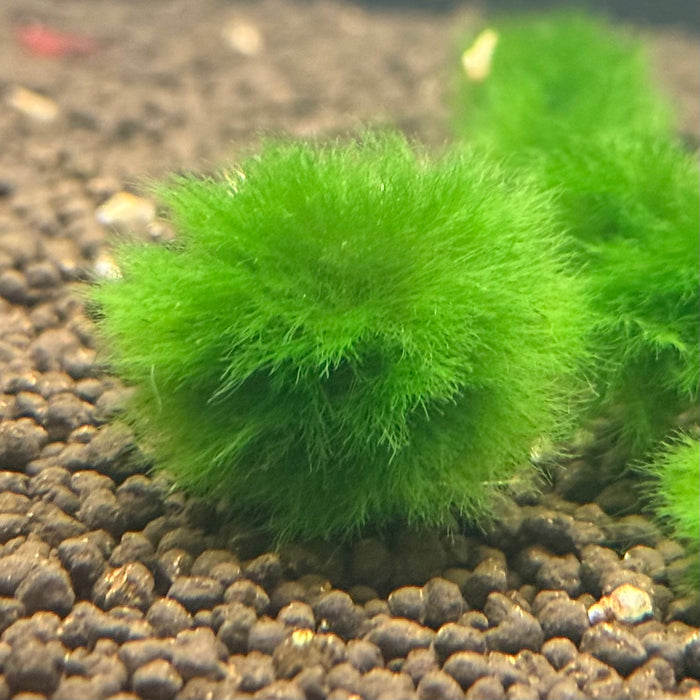 Marimo Moss Ball - Small