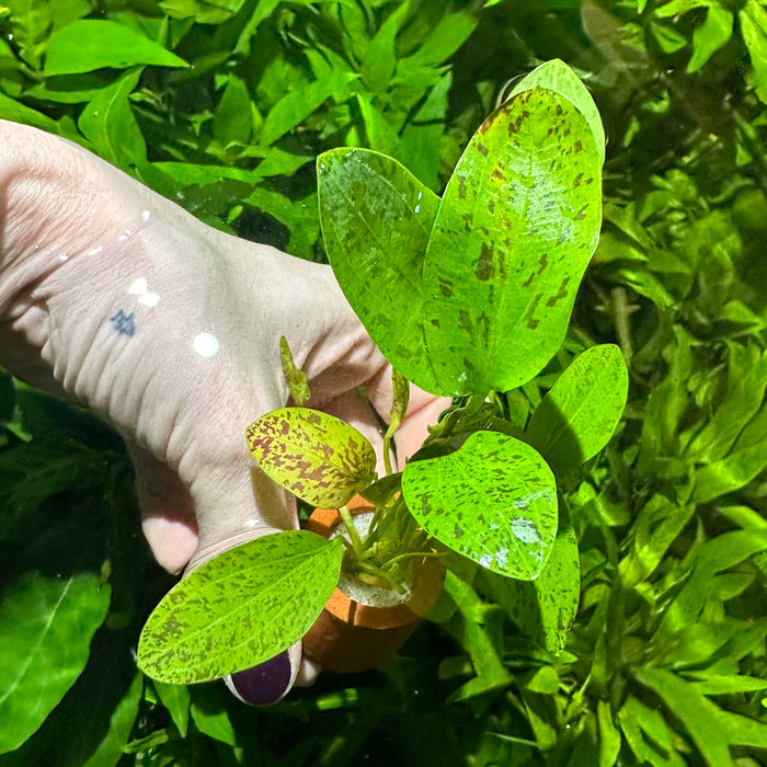 Ozelot Narrow Mini Sword(Echinodorus var. ozelot narrow mini)