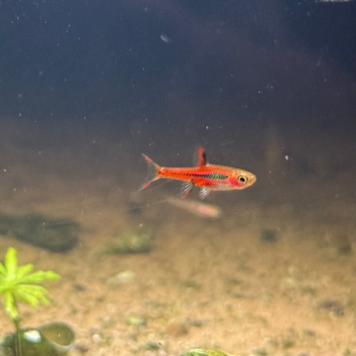 Chili Rasbora (Boraras brigittae)