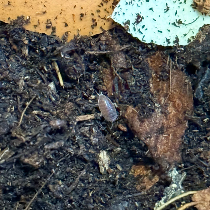 Dwarf Purple Isopods (Trichoniscidae sp.)