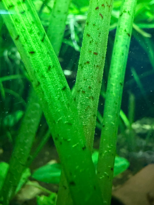 Tiger Stripe Vallisneria (Vallisneria spiralis v. tiger)