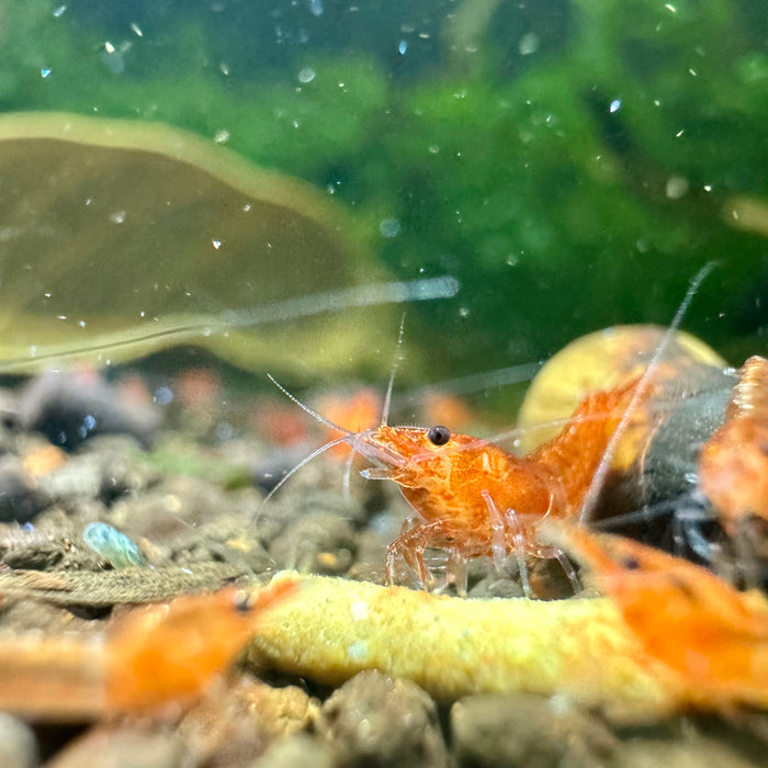 Fishios Shrimp Picnic