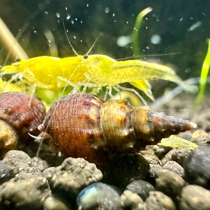 Prambanan Snail (Thiara winteri)