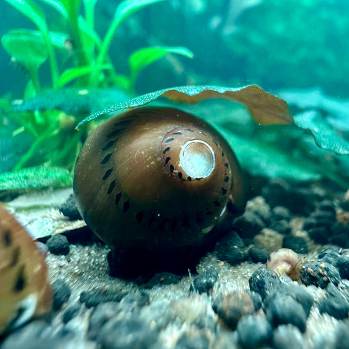 Neritina semiconica (Tire Track Nerite / Tiger Nerite)