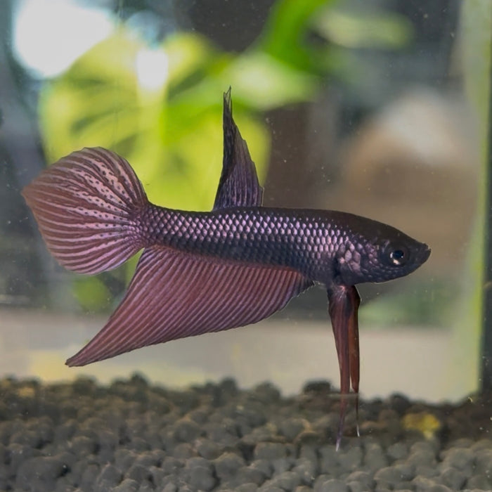 Betta Smaragdina Copper
