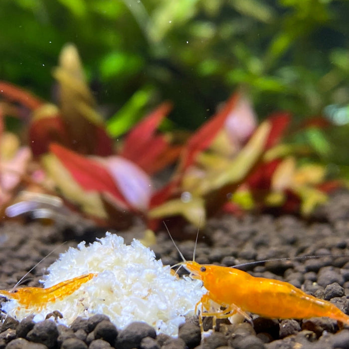 Rainbow Shrimp Bundle