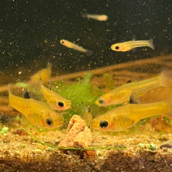 Golden Teddy (Xenophallus umbratilis)