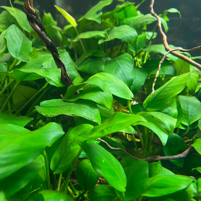 Anubias Nana (loose portion)