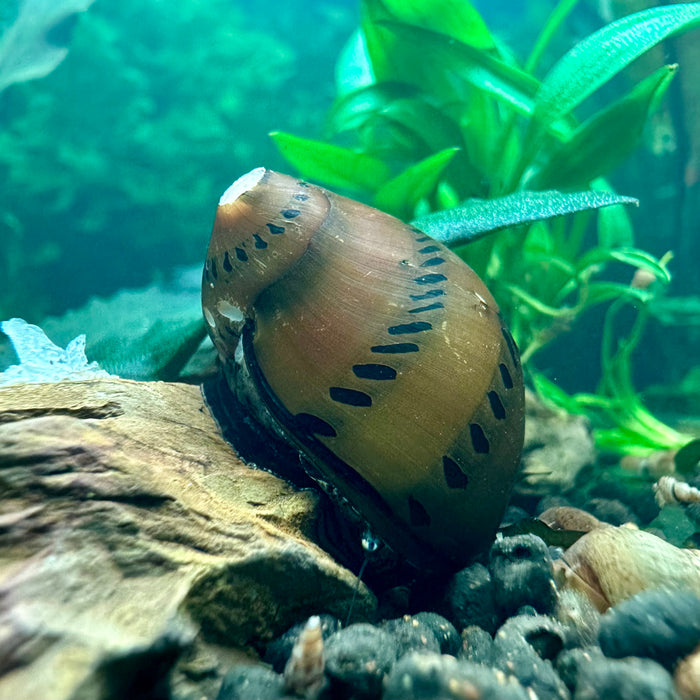 Neritina semiconica (Tire Track Nerite / Tiger Nerite)