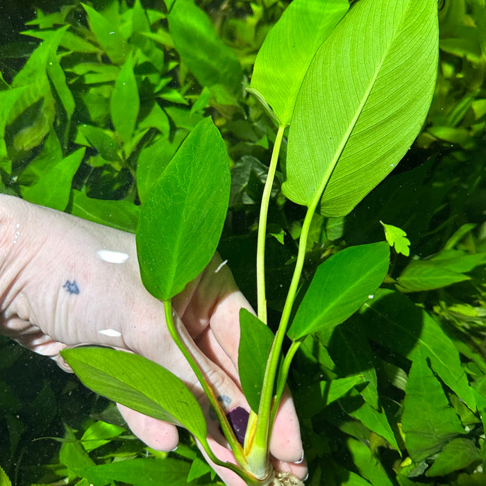 Anubias Hastifolia