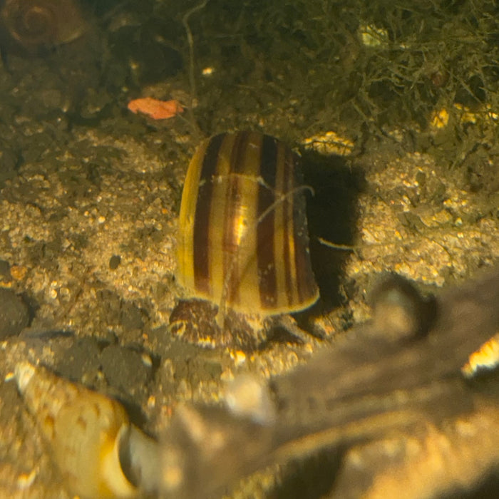 Giant Colombian Ramshorn Snail