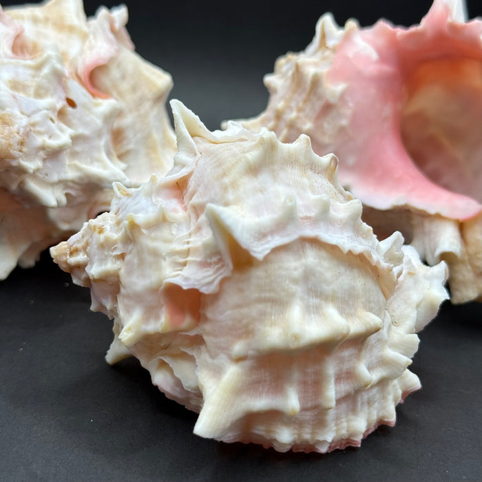 Natural Pink Murex Shell