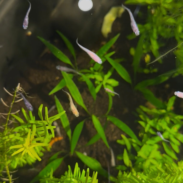 Ricefish / Medaka- Oryzias Latipes sp. “Assorted”