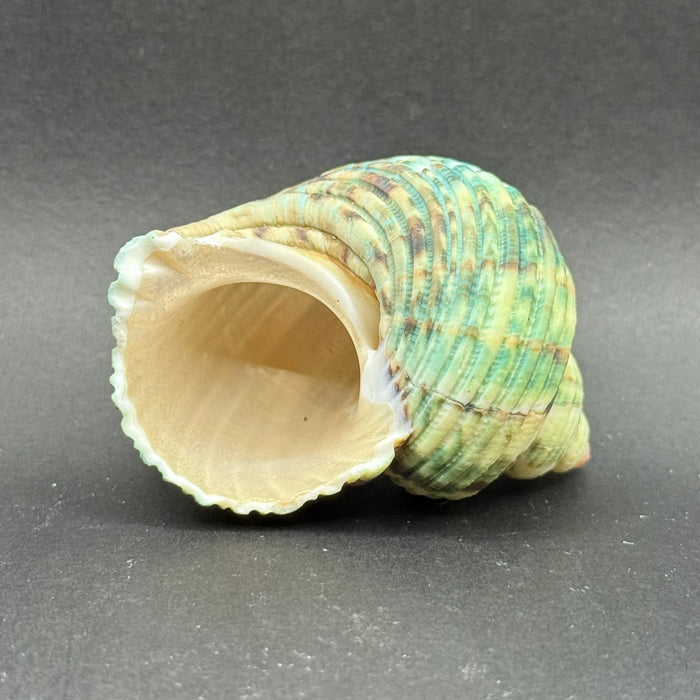 Natural Rough Green Turbo Shell (Turbo setosus)