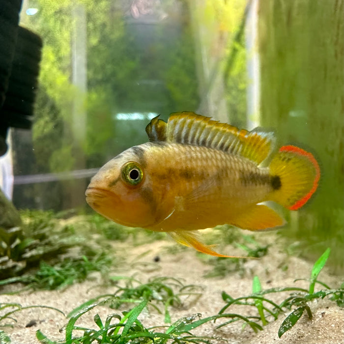 Apistogramma nijsseni - Male