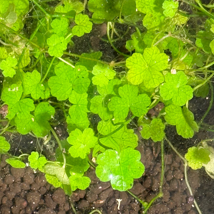 Hydrocotyle tripartita