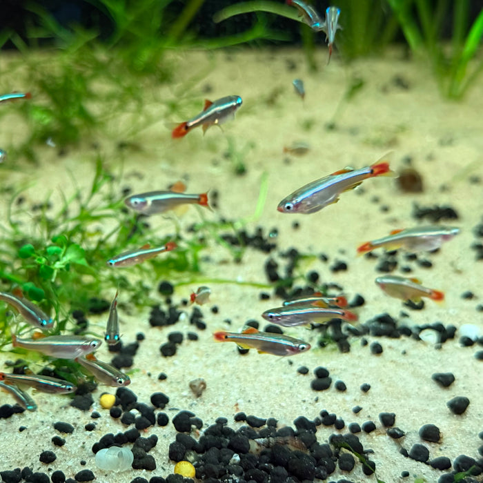 White Cloud Mountain Minnow