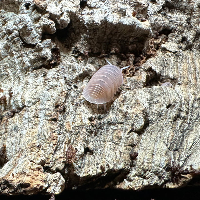 Cubaris murina “Papaya Isopods”