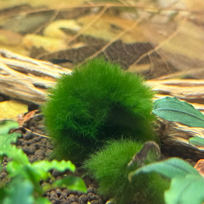 Marimo Moss Ball - Small