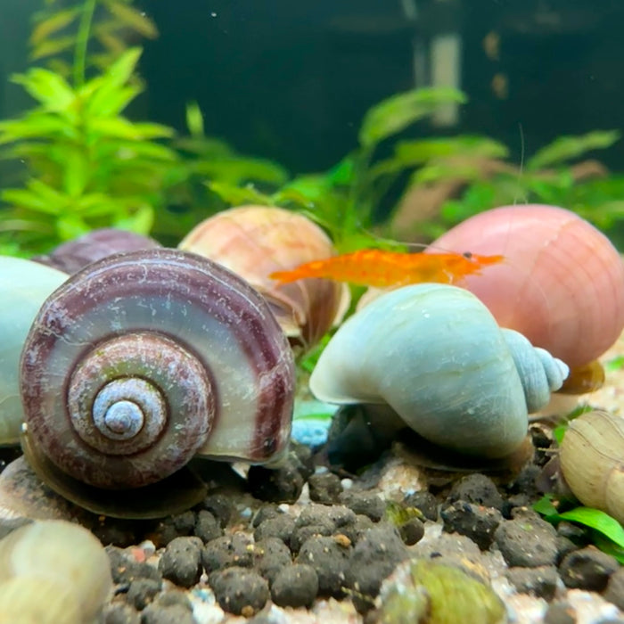 Fishios Snail-licious