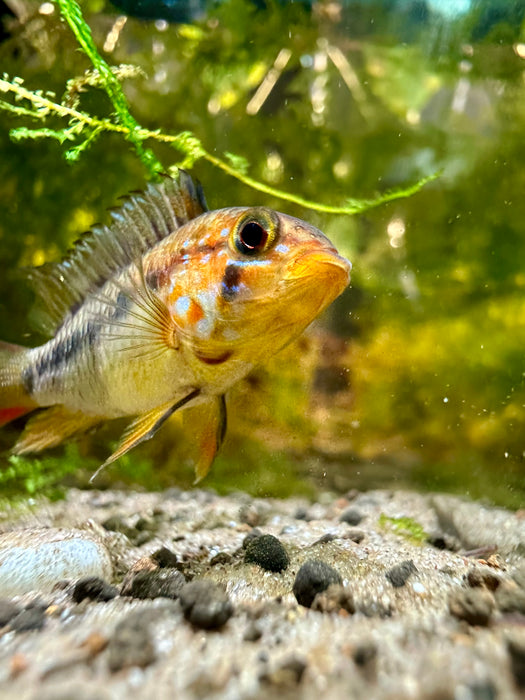 Apistogramma Vejita- tank breed