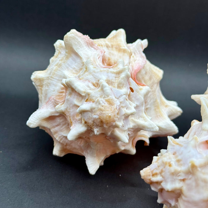 Natural Pink Murex Shell