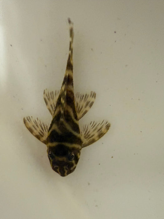 Mega Clown Pleco L340
