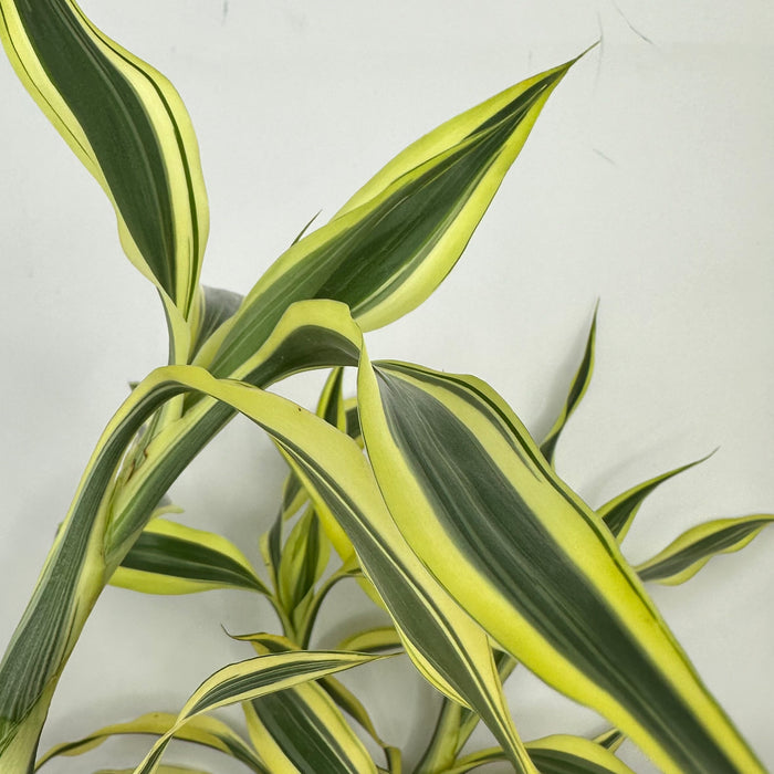 dracaena sanderiana ribbon plant Lucky Bamboo (Dracaena Sanderiana “silver ribbon”)