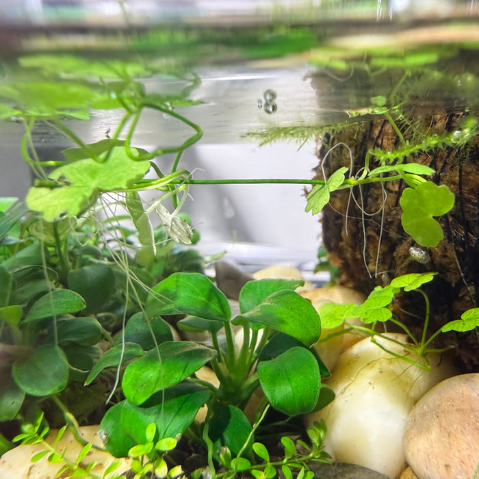 Hydrocotyle tripartita