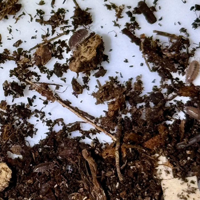Dwarf Purple Isopods (Trichoniscidae sp.)