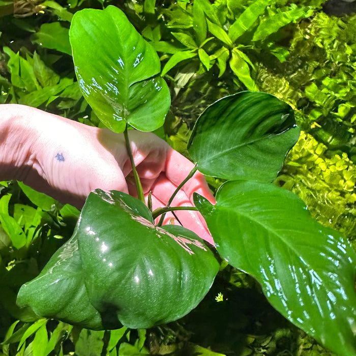 Anubias Barteri Broad Leaf