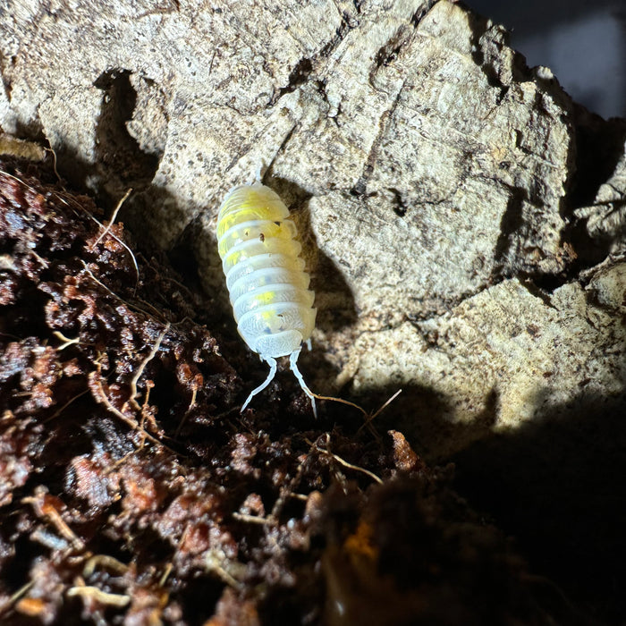 Magic Potion (Armadillidium vulgare)