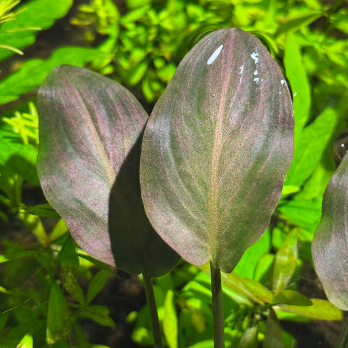 Lagenandra Meeboldii Red Round
