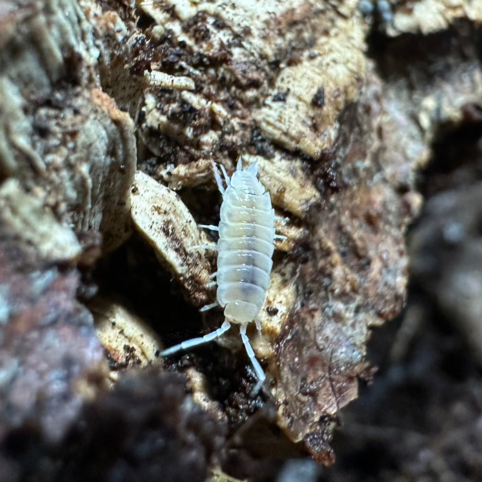 Porcellionides priunosus “White Out” Isopods