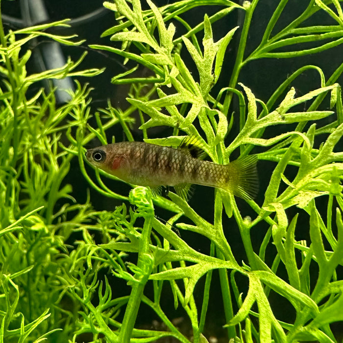 Humpback Limia - Limia Nigrofasciata