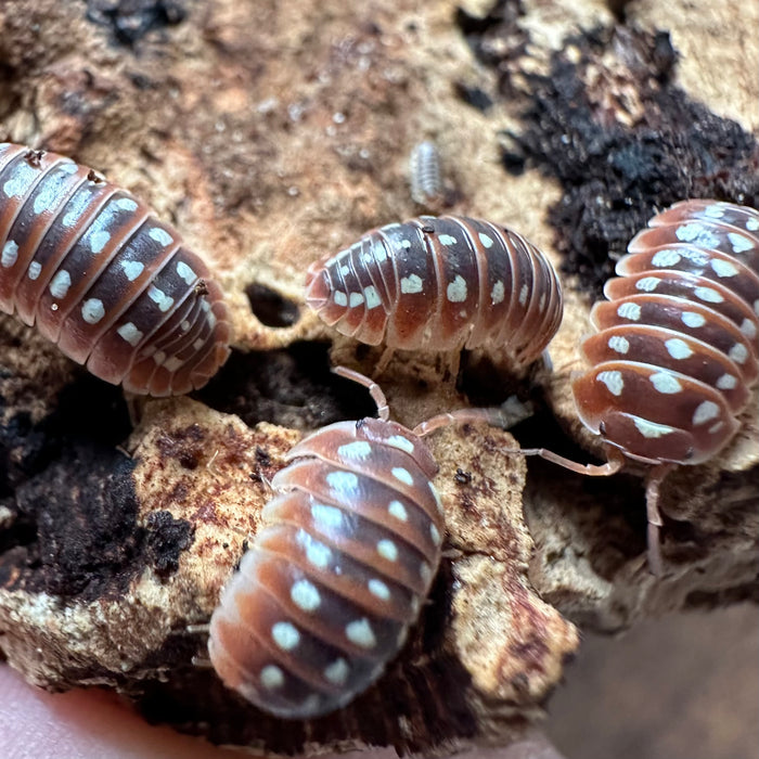 Clown Isopods (Armadillidium Klugii)