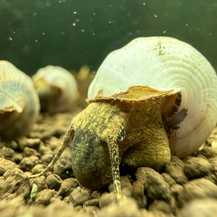 Brotia Herculea (White Hercules Snails)