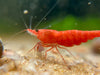 Fire Red Shrimp 