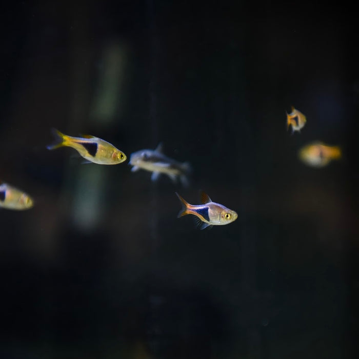 Harlequin Rasboras (Trigonostigma heteromorpha)