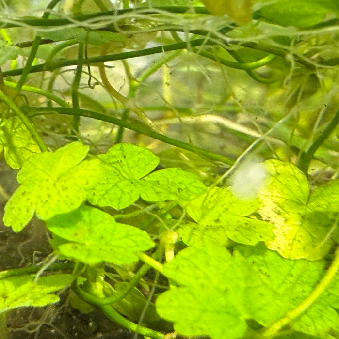 Hydrocotyle tripartita
