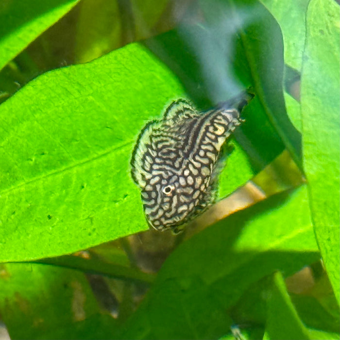 Tiger Hillstream Loach (Sewellia lineolata)