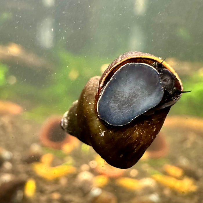 Tylomelania sinabartfeldi (Triangle Rabbit Snail)