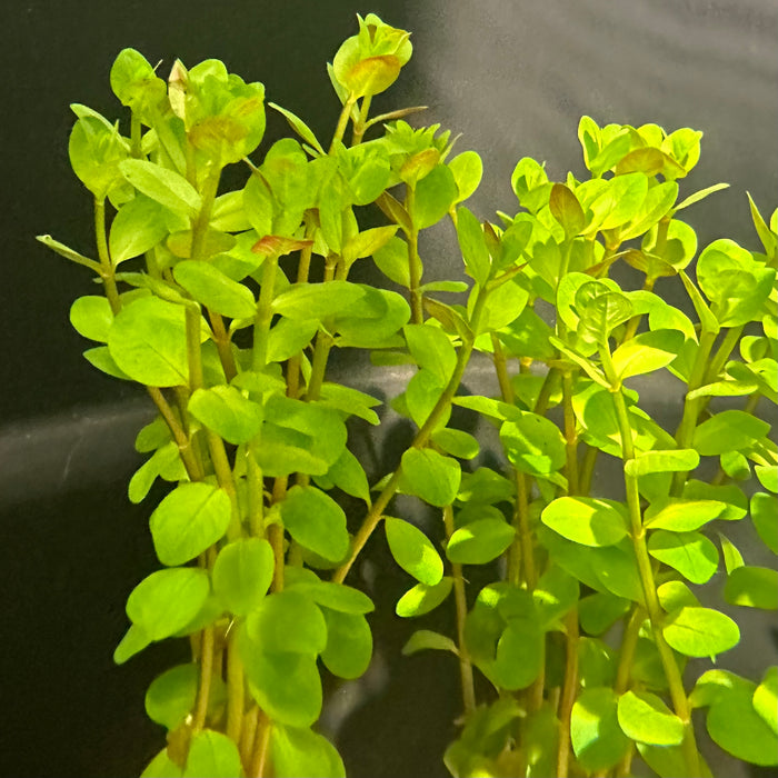 Rotala Rotundifolia Orange Juice