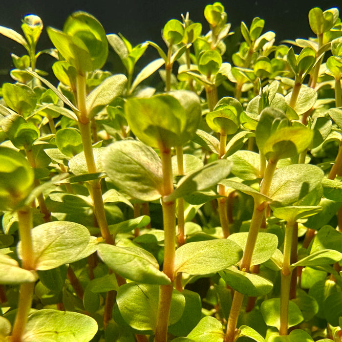 Rotala Rotundifolia Orange Juice